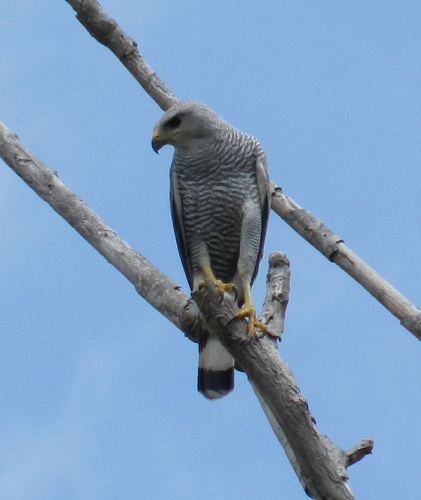 Grey-lined hawk © <a rel="nofollow" class="external text" href="https://www.flickr.com/people/75735834@N06">Feroze Omardeen</a>