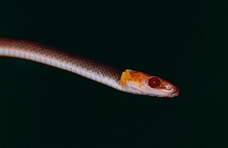 Siphlophis compressus &copy; <a rel="nofollow" class="external text" href="https://www.flickr.com/people/65695019@N07">Bernard DUPONT</a> from FRANCE