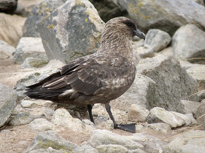 Brown Skua &copy; <a href="//commons.wikimedia.org/wiki/User:BluesyPete" title="User:BluesyPete">BluesyPete</a>