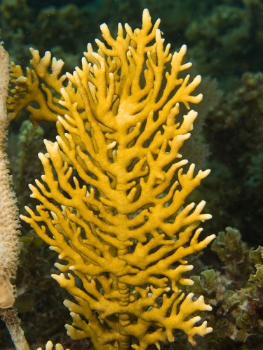 Millepora alcicornis © <a href="//commons.wikimedia.org/wiki/User:Nhobgood" title="User:Nhobgood">Nhobgood</a> Nick Hobgood