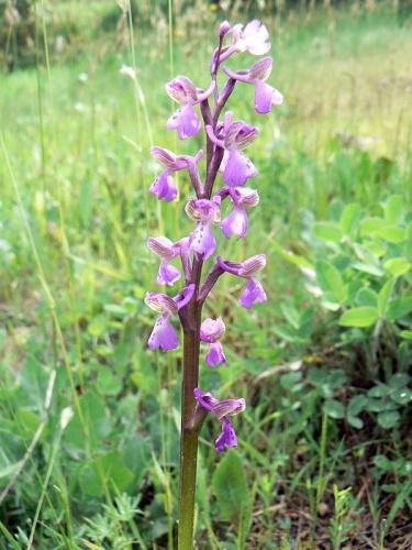 Anacamptis morio subsp. picta © <a href="//commons.wikimedia.org/w/index.php?title=User:Johan_N&amp;action=edit&amp;redlink=1" class="new" title="User:Johan N (page does not exist)">Johan N</a>