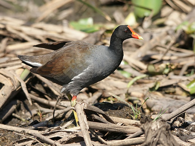 common gallinule © <a href="//commons.wikimedia.org/wiki/User:Biopics" title="User:Biopics">Hans Hillewaert</a>