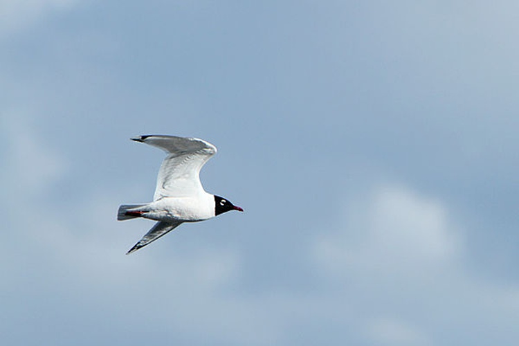 Franklin's Gull &copy; <a rel="nofollow" class="external text" href="https://www.flickr.com/photos/32541690@N02">Alan Vernon</a>