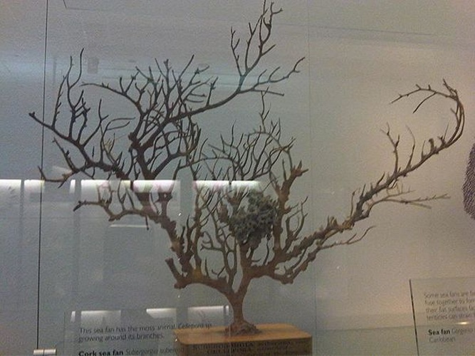 Subergorgia suberosa © Emőke Dénes