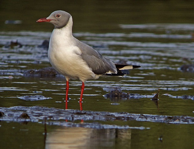 Grey-headed Gull &copy; <a href="//commons.wikimedia.org/wiki/User:GabrielBuissart" title="User:GabrielBuissart">GabrielBuissart</a>