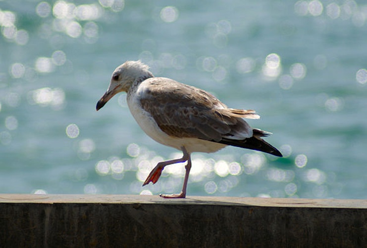 Pallas's Gull © <a href="//commons.wikimedia.org/wiki/User:Nepenthes" title="User:Nepenthes">Nepenthes</a>