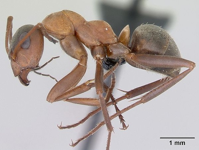 Formica clara &copy; April Nobile