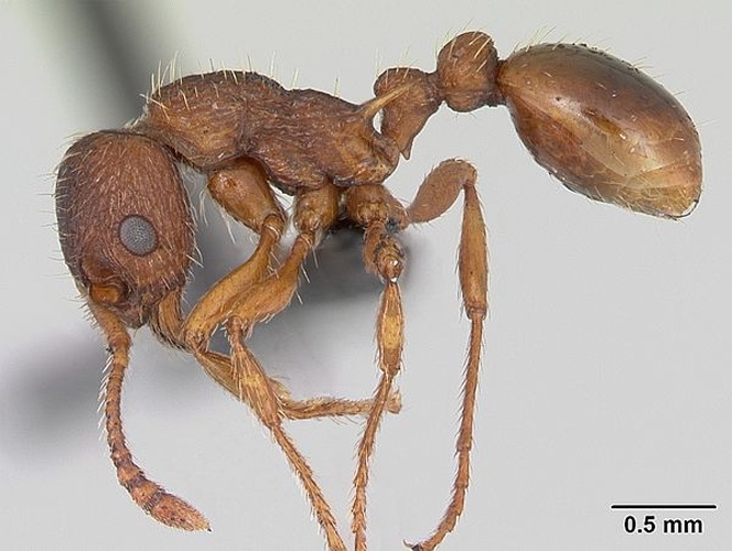 Myrmica specioides © April Nobile