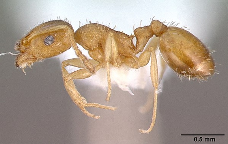 Temnothorax exilis © April Nobile