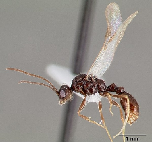 Leptothorax pacis © April Nobile