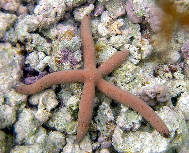 Linckia multifora &copy; Dr. Dwayne Meadows, NOAA/NMFS/OPR
