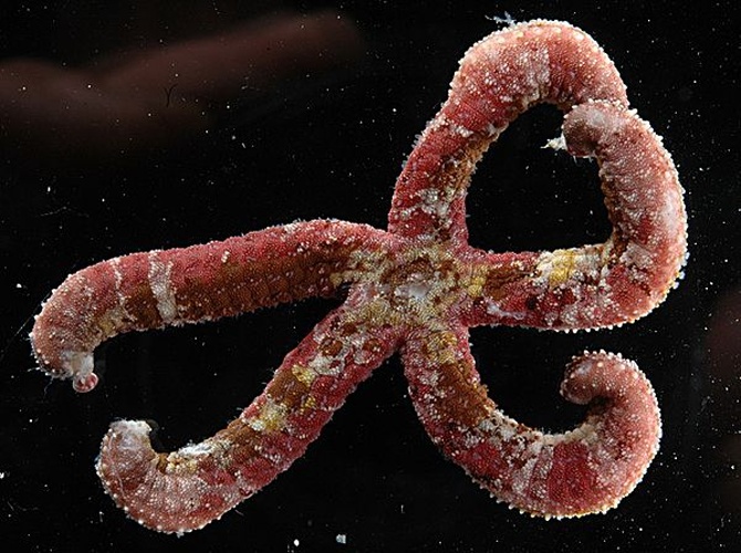 Ophidiaster hemprichi © François Michonneau
<dl><dd>Image Appliance Recordset for FLMNH Invertebrate Zoology</dd></dl>