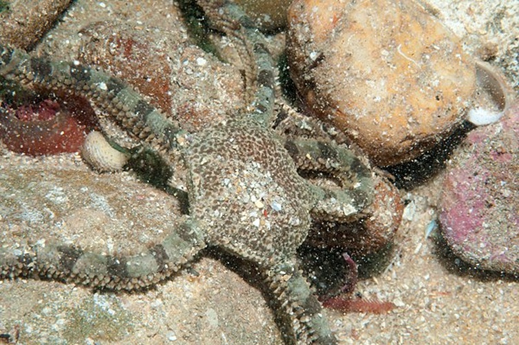Ophiomyxa australis © Photographer: Julian Finn