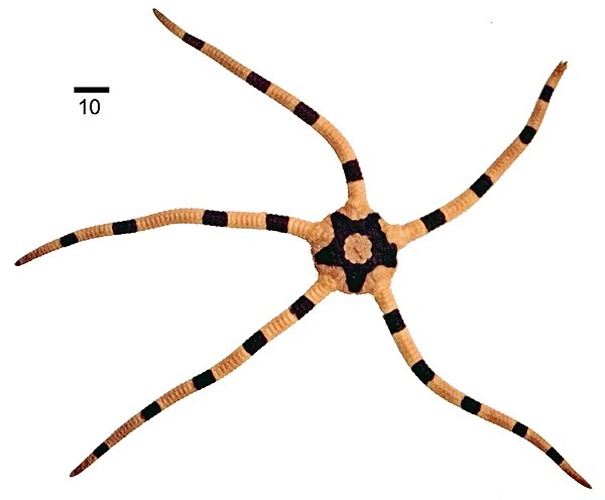 Ophiolepis superba © Stöhr S, O'Hara TD, Thuy B (2012) Global Diversity of Brittle Stars (Echinodermata: Ophiuroidea). PLoS ONE 7(3): e31940. <a rel="nofollow" class="external free" href="https://doi.org/10.1371/journal.pone.0031940">https://doi.org/10.1371/journal.pone.0031940</a>