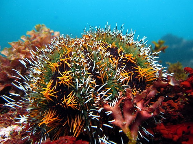 Collector urchin © <a href="//commons.wikimedia.org/wiki/User:Divervincent" title="User:Divervincent">Diver vincent</a>