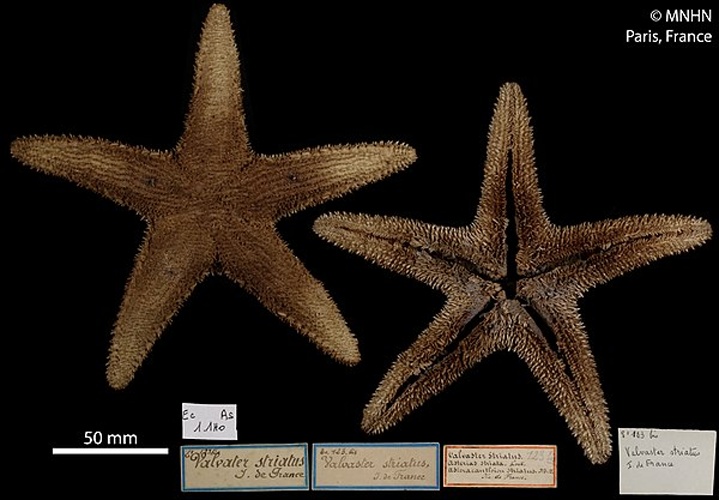 Valvaster striatus &copy; RECOLNAT (ANR-11-INBS-0004) - Marie HENNION - 2016