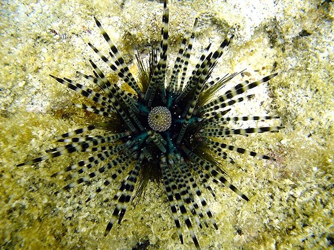 Echinothrix calamaris &copy; <a rel="nofollow" class="external text" href="https://sites.google.com/site/thebrockeninglory/">Brocken Inaglory</a>