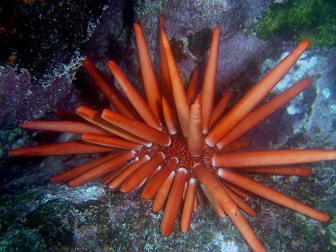 Heterocentrotus trigonarius © David Burdick