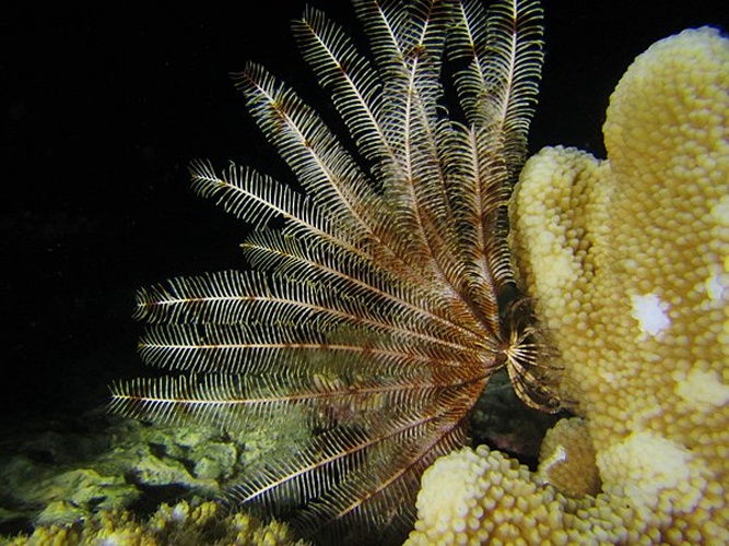 Stephanometra indica © <a href="//commons.wikimedia.org/wiki/User:FredD" title="User:FredD">Frédéric Ducarme</a>