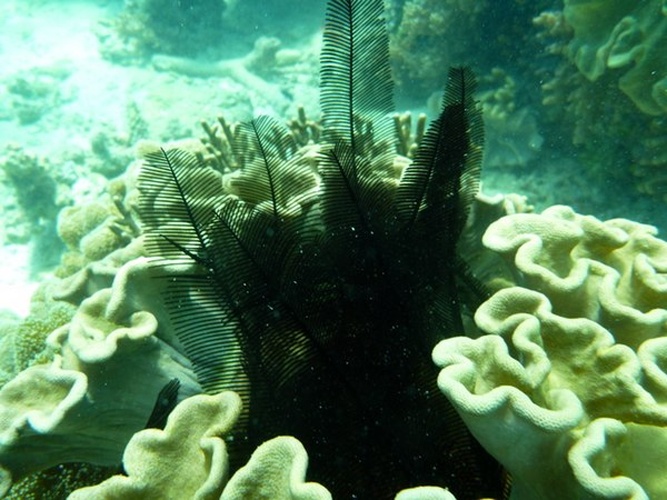 Tropiometra afra © David Witherall and Anja Goebel