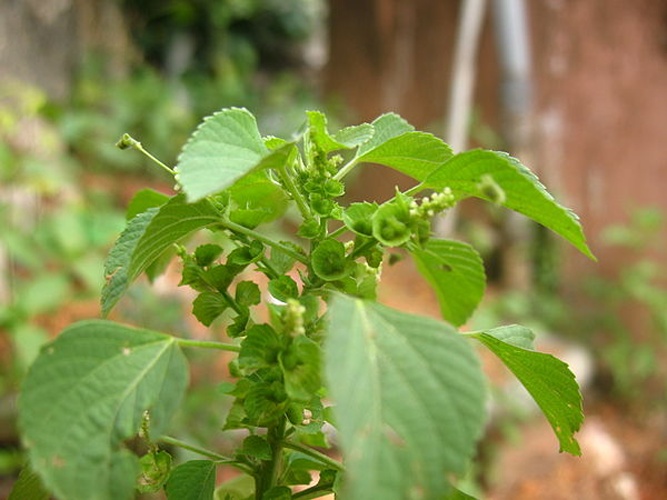 Acalypha indica © <a href="https://ml.wikipedia.org/wiki/User:Sugeesh" class="extiw" title="ml:User:Sugeesh">Sugeesh</a> at <a class="external text" href="http://ml.wikipedia.org">ml.wikipedia</a>