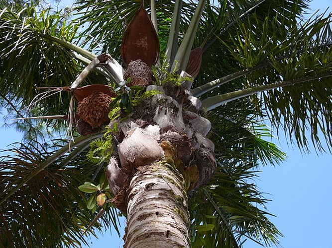 Attalea maripa &copy; <a href="//commons.wikimedia.org/wiki/User:Arria_Belli" title="User:Arria Belli">Arria Belli</a>