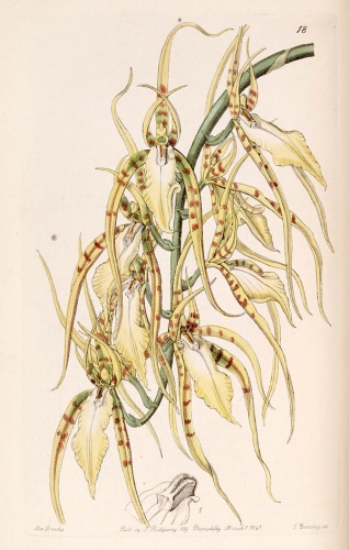 Brassia cochleata &copy; <a href="https://en.wikipedia.org/wiki/Sarah_Drake" class="extiw" title="en:Sarah Drake">Miss Drake</a> (1803-1857) del. , G. Barclay sc.
