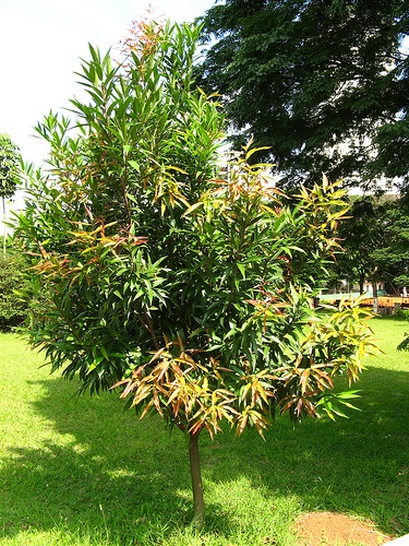 Carapa guianensis © <a href="//commons.wikimedia.org/wiki/User:Mauroguanandi" title="User:Mauroguanandi">Mauroguanandi</a>