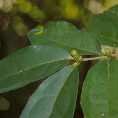 Cassipourea guianensis © Ulf Mehlig