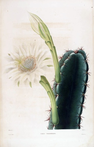 Cereus hexagonus © Charles Antoine Lemaire (1800-1871)