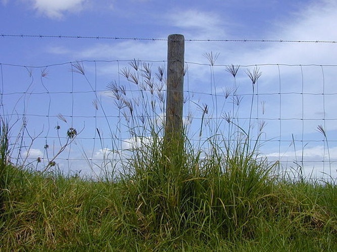 Chloris gayana &copy; <a rel="nofollow" class="external text" href="http://www.hear.org/starr/">Forest &amp; Kim Starr</a>