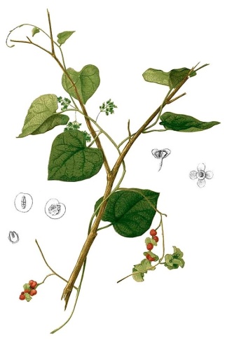 Cissampelos pareira &copy; Francisco Manuel Blanco (O.S.A.)