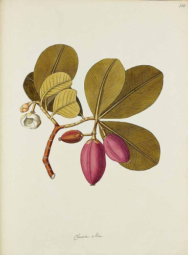 Clusia major &copy; N.J. Jacquin