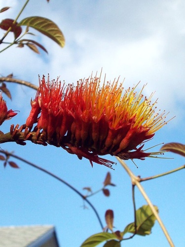 Combretum rotundifolium © <a rel="nofollow" class="external text" href="https://www.flickr.com/photos/14571133@N03">Eric Bronson</a> from Tamarac, FL, US