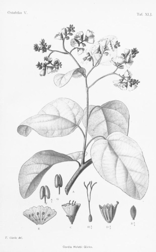 Cordia africana © Adolf Engler (1844-1930)