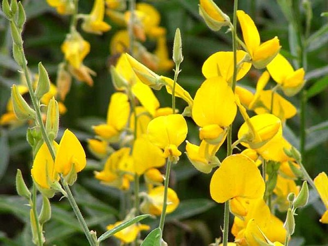 Crotalaria juncea © <a href="//commons.wikimedia.org/w/index.php?title=User:A16898&amp;action=edit&amp;redlink=1" class="new" title="User:A16898 (page does not exist)">A16898</a>