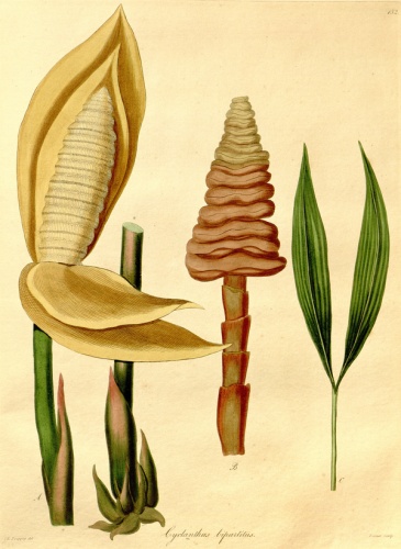 Cyclanthus bipartitus © <a href="https://en.wikipedia.org/wiki/Eduard_Friedrich_Poeppig" class="extiw" title="en:Eduard Friedrich Poeppig">E.F. Poeppig</a> (d. 1868)