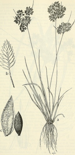 Cyperus surinamensis © <a rel="nofollow" class="external text" href="https://www.flickr.com/people/126377022@N07">Internet Archive Book Images</a>