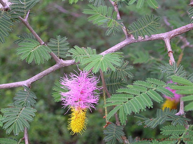 Dichrostachys cinerea &copy; <a rel="nofollow" class="external text" href="https://www.flickr.com/people/45835639@N04">Lalithamba</a> from India