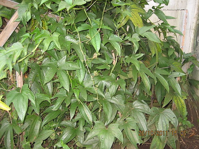 Dioscorea trifida © <a href="//commons.wikimedia.org/w/index.php?title=User:Mvh57&amp;action=edit&amp;redlink=1" class="new" title="User:Mvh57 (page does not exist)">Mvh57</a>