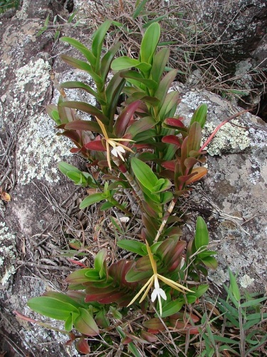 Epidendrum nocturnum © <a rel="nofollow" class="external text" href="https://www.flickr.com/people/43216777@N04">João Medeiros</a>