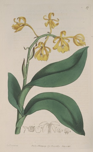 Epidendrum nutans © <a href="https://en.wikipedia.org/wiki/Sydenham_Edwards" class="extiw" title="en:Sydenham Edwards">Sydenham Edwards</a> (1768-1819) del.