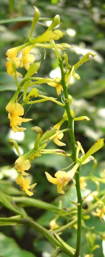 Epidendrum paniculatum © <a href="https://de.wikipedia.org/wiki/User:Morray" class="extiw" title="de:User:Morray">Philipp Weigell</a>