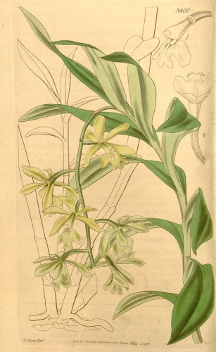 Epidendrum patens © <a href="//commons.wikimedia.org/wiki/Category:Walter_Hood_Fitch" title="Category:Walter Hood Fitch">Walter Hood Fitch</a> (1817-1892) del.,  Swan sc.