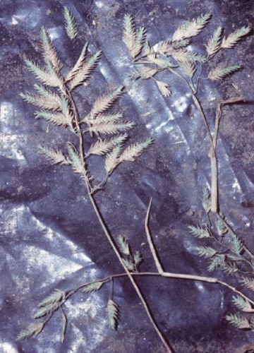 Eragrostis hypnoides © Robert H. Mohlenbrock