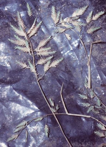 Eragrostis hypnoides &copy; Robert H. Mohlenbrock