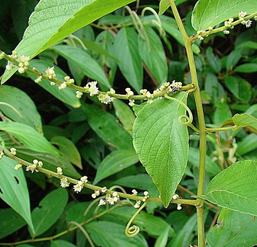 Gouania lupuloides © <a rel="nofollow" class="external text" href="https://www.flickr.com/people/92252798@N07">Dick Culbert</a> from Gibsons, B.C., Canada