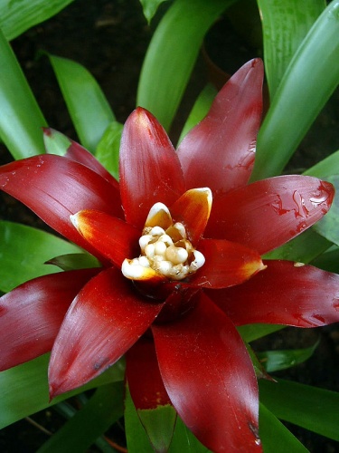 Guzmania lingulata © 