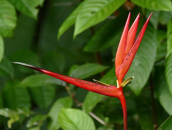 Heliconia acuminata © <a rel="nofollow" class="external text" href="https://www.flickr.com/people/65695019@N07">Bernard DUPONT</a> from FRANCE