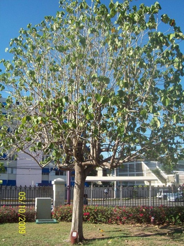 Hibiscus elatus &copy; <a href="//commons.wikimedia.org/w/index.php?title=User:Jamrock1962&amp;action=edit&amp;redlink=1" class="new" title="User:Jamrock1962 (page does not exist)">Jamrock1962</a>